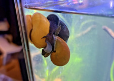 8  2 Mystery Snails   Pea Size - A Quality, FREE SHIPPING - Purple Available