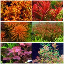 Rare Live Aquarium Plants Package 6 Species 30 Stems Free S/h Colorful