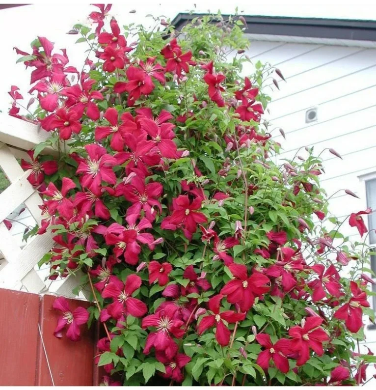 Red clematis 2024