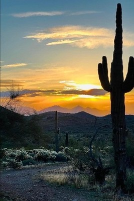 The Treasures in Cactus Hollow by Laurie A. Johnson Paperback Book