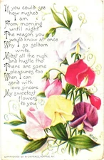 Beautiful Purple Yellow And Red Flowers, Since Love & Sweetest Flowers Postcard