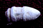 DUG SLIGHTLY DAMAGED .41 CALIBER MULTI-RING SHARPS CARBINE BULLET