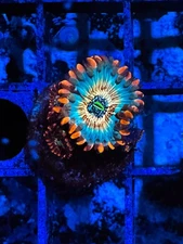 CE- WYSIWYG White Zombie Zoa Zoanthid Frag Live Coral Frag LPS SPS #R1GK1