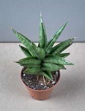 Sansevieria Cylindrica ‘Pagoda’ | Houseplant Succulent | 9cm Pot | Robust