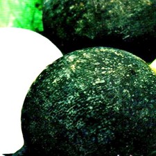 Radieschensamen Rettich Radieschen Radies Schwarz Spät Winter 750 Samen Nr.190