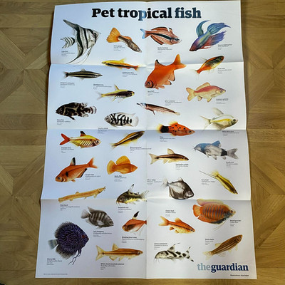 Poster A1 Wildlife Hunde Katzen Fische The Guardian Anfang 2000 er pädagogisch