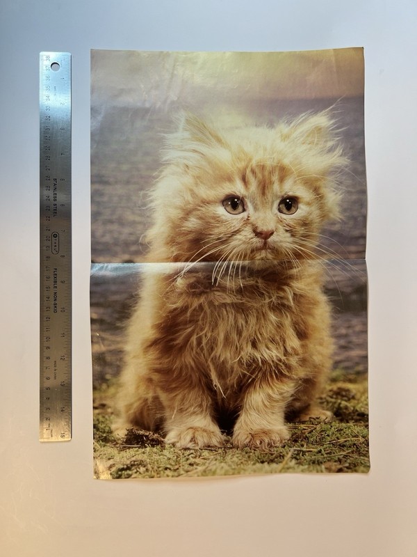 "Hanging Around" Cat Poster Never Used 1982 Troll Associates