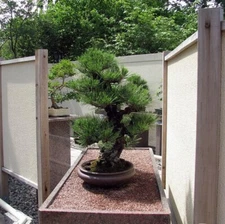 Pinus thunbergii, Japanese Black Pine, Bonsai - 10/20/50/100