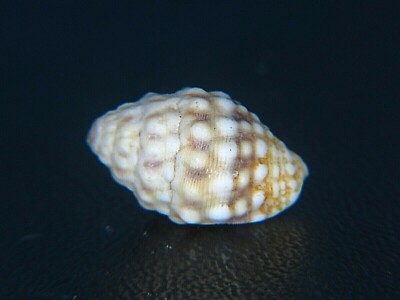 MITRA ''PUSIA'' CANCELLAROIDES: THE LARGEST ONE ON EBAY @ 16.0MM! 