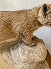 Rare Vintage Rock Hyrax Full Body Mount Taxidermy — photo 4