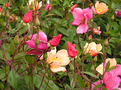 25 Mixed Colors ANGEL WINGS MINIATURE ROSE Bush Mix Rosa Chinensis ...