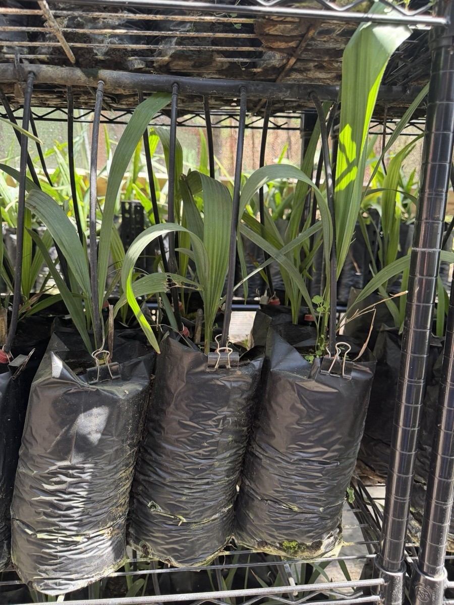 Sabal louisiana Palm Tree – Texas Tough Cold Hardy Palm Zone 6–7