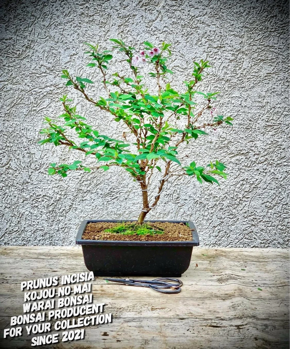 Prunus in Bonsai-Bume online kaufen | eBay