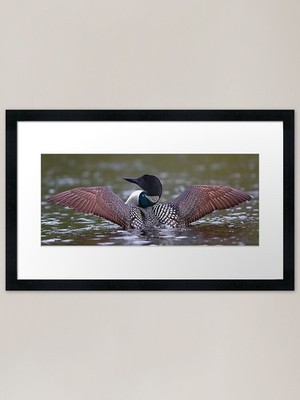 Loon Stretch - Common Loon gerahmt ein gerahmtes Wandbild Poster Leinwanddruck Bild