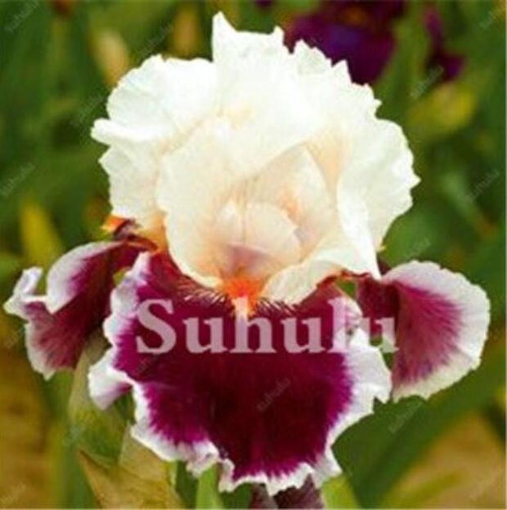 20 EXOTIC rare IRIS SEEDS for garden perennial flower beds plant