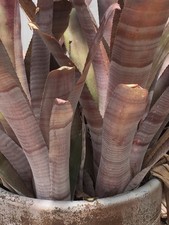 Billbergia Vittata Bromeliad Live Plant Mature
