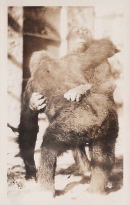 1930 RPPC Postcard ''Two Chimps Wrestling or Hugging- You Choose!''