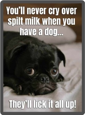 Dog Humor Pug Never Cry Over Spilt Milk Refrigerator Magnet