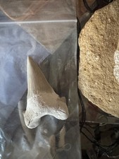 Mackerel Shark tooth fossil