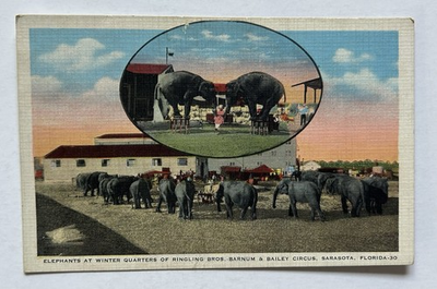 #ad Ringling Bros Barnum amp; Bailey Circus Elephants Sarasota FL Postcard E10 $5.95