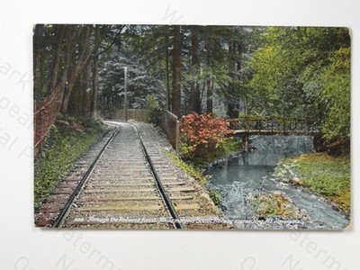 Mt Tamalpais Scenic Railway Redwood Forest Kalifornien USA 1909 Postkarte