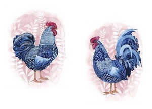All Sizes Laminated Prints Rooster Pictures Blue Roosters Kitchen Hen Chicken Ebay