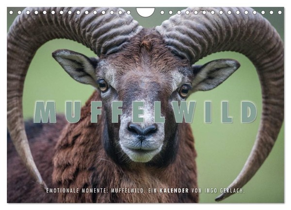 Calendar 2027 · US Version · Emotional Moments: Mouflon Deer. (Wall Calendar 202-image