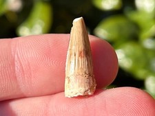 Spinosaurus Dinosaur Tooth Fossil Theropod Cretaceous Age Morocco Kem Kem