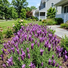 1200 Count Spanish Purple Lavender Seeds - for Garden Borders, Nature Inspired