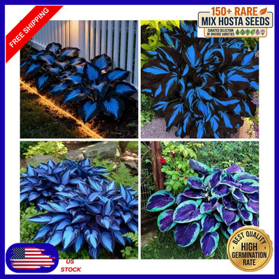 Mixrug 150+ Hostas Seed Midnight Blue for Planting Outdoors-Rare Mixed 