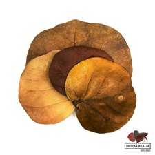 Sea Grape Leaves Coccoloba uvifera for Blackwater Aquariums  Bettas Realm