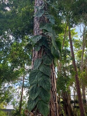 Monstera Dubia Unrooted 1 Node FRESH CUTTING plant Us Seller | eBay