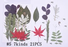 21PCS Real Pressed Dry leaves collection, different leaves as picture FCD502 #5
