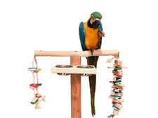  FREISITZ aus ROTBUCHENHOLZ,145 cm,Papageienspielzeug,mittl/große Papageienarten