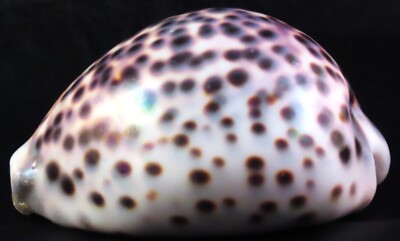 Cypraea Tigris Hawaiian Tiger Cowry Seashell Medium Size 82.55mm (BB) 