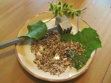 Burdock Root, Arctium Lappa Cut Dried Root, Appalachian Mountains Wild Harvest