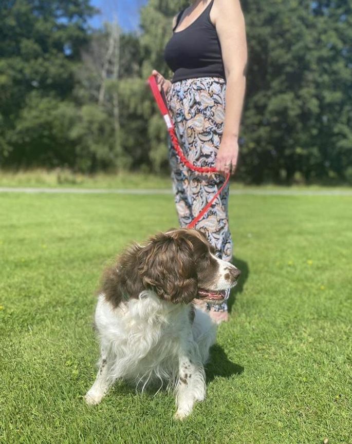 Guinzaglio per Cani 45" con Cordino Elastico Elastico Ammortizzatore Manico Imbottito 19 Colori foto 5