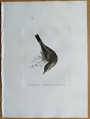 Grasshopper Lark - Lewin Original Colored Print Folio -  1795