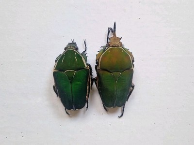Mecynorrhina Torquata Immaculicollis 71/62mm Pair A1 From Camerun 