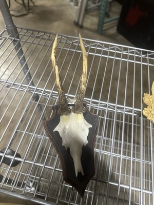 Roe Deer Reproduction European Mount