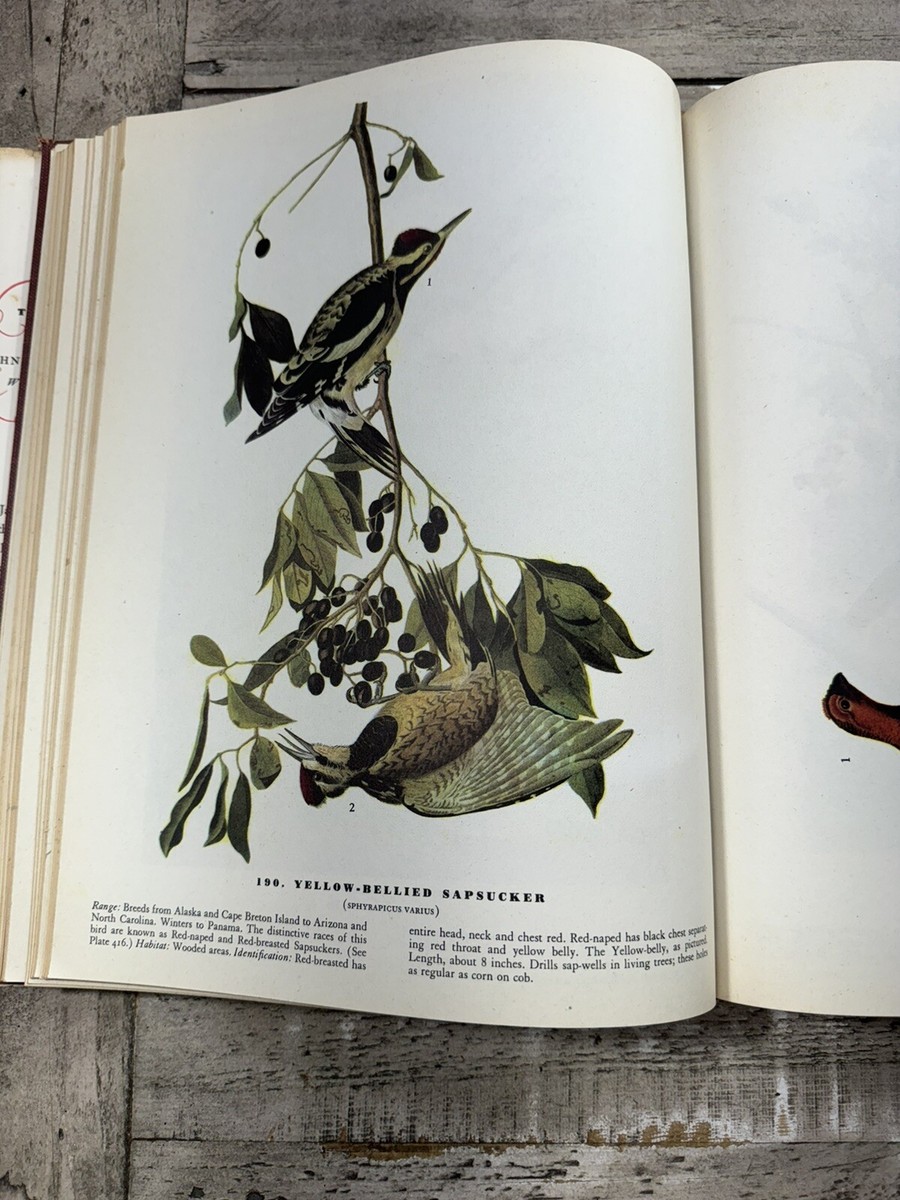 John James Audubon アメリカ鳥類博物画の本 1946 Naturalist Book 