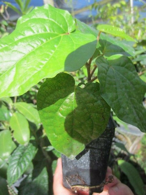 12 Potted Paan Piper Betel Betle Plant Herb Vine Spice Medicinal Uses For Sale Online Ebay