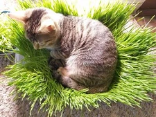 Cat Grass Wheat Sprouting Seeds Non GMO 3 oz Approximately 2,200 seeds