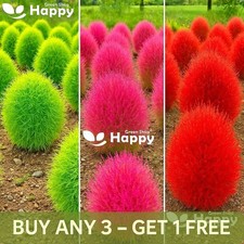 Burning Bush Red Globe - 1500 Seeds - Kochia Scoparia - Green To Pink And Red