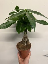 Pachira Aquatica Money Tree  Plant Braided Stem 