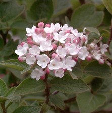 Koreanischer Duftschneeball Aurora 20-30cm - Viburnum carlesii