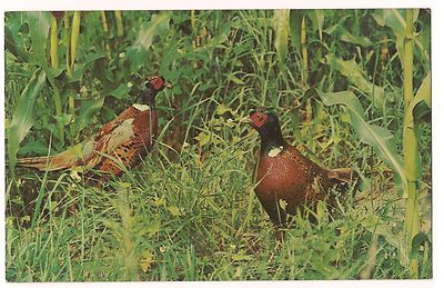 RING-NECKED PHEASANTS Bird Pheasant POSTCARD Wild Pair in Corn Grass Gamebird