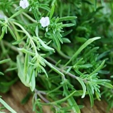 1200+ SUMMER SAVORY SEEDS (Satureja hortensis)- Culinary & Medicinal Herb