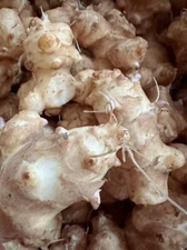 Sunchoke / Jerusalem Artichoke - Individual Tubers For Planting