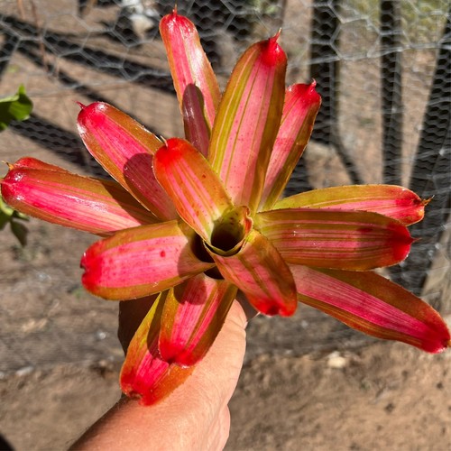 Midi Neo AUSSIE DREAM x GRACE - Small Sized Grower - Neoregelia / Bromeliad. - Picture 3 of 9